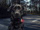 Фонарь для собак Orbiloc Dog Dual Fashion Colours, бирюзовый в Омске